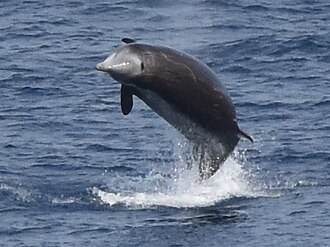 Baleine de Cuvier (Ziphius cavirostris)