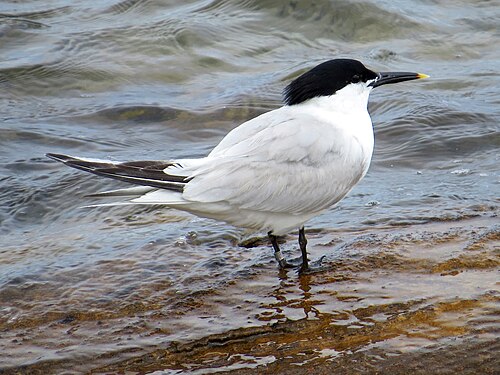 Sterne caugek (Thalasseus sandvicensis)