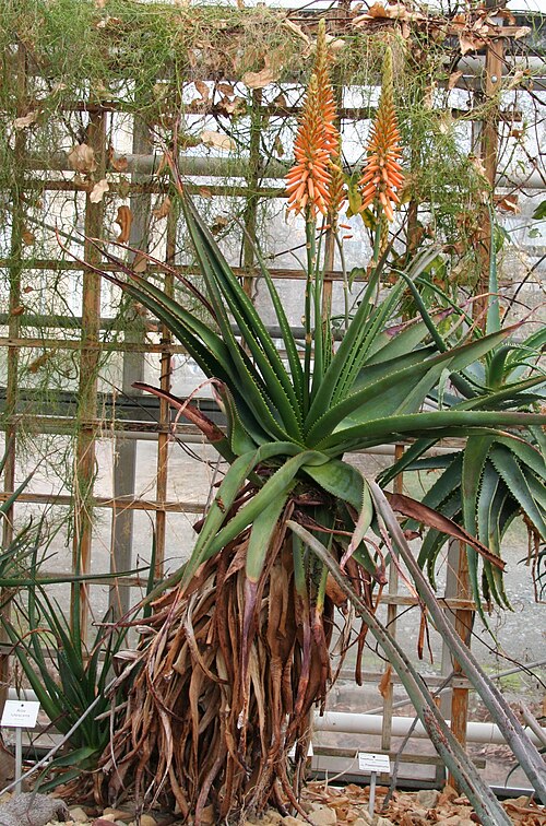 Aloe lutescens
