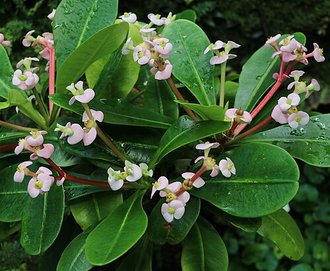 Euphorbia pyrifolia