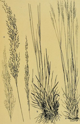 Eragrostis cylindriflora
