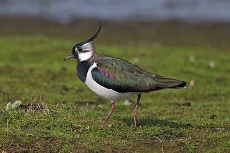 Vanneau huppé (Vanellus vanellus)