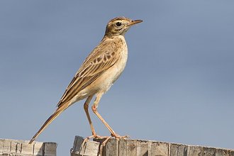 Pipit de Richard (Anthus richardi)