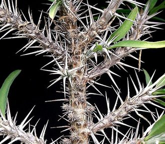 Euphorbia kondoi