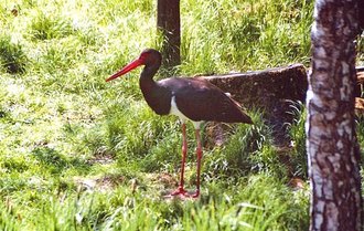 Cigogne noire (Ciconia nigra)