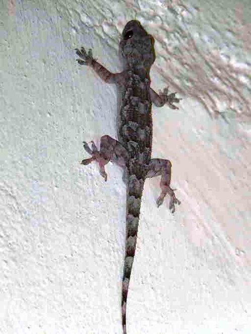 Hemidactylus platycephalus