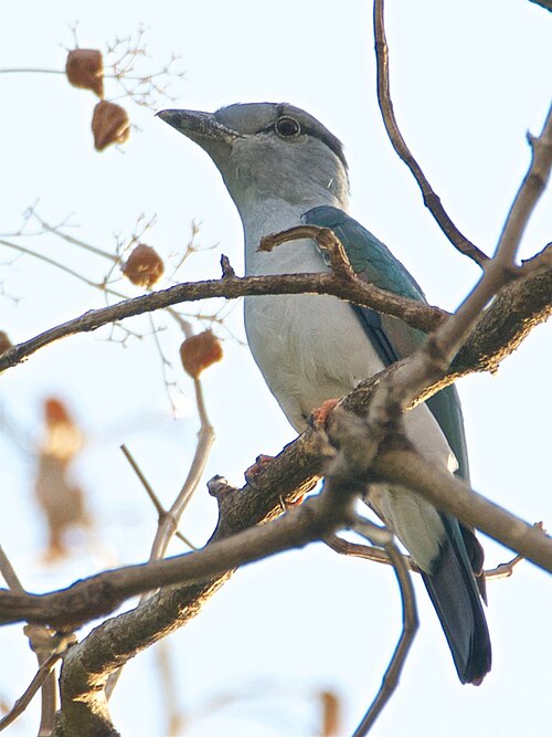 Courol vouroudriou (Leptosomus discolor)
