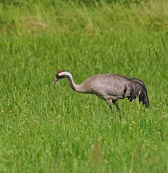 Grue cendrée (Grus grus)