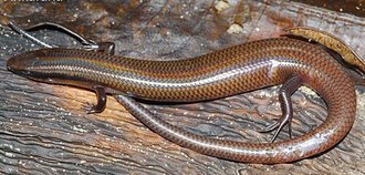 Madascincus miafina
