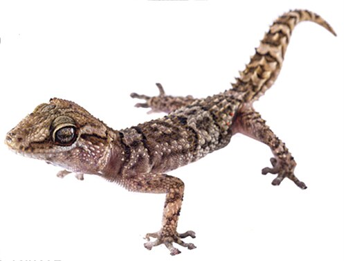 Paroedura rennerae