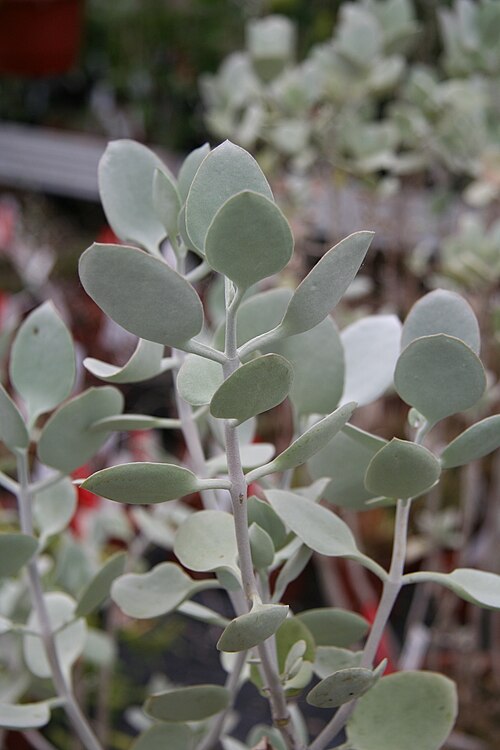 Kalanchoe hildebrandtii