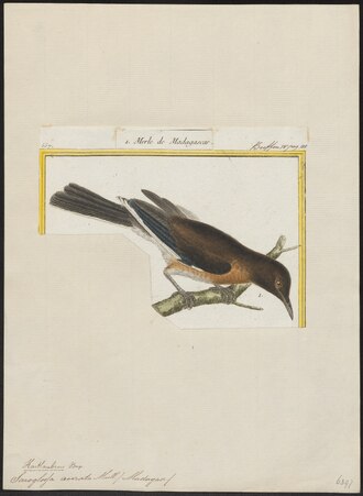 Étourneau malgache (Hartlaubius auratus)