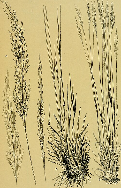 Eragrostis cylindriflora