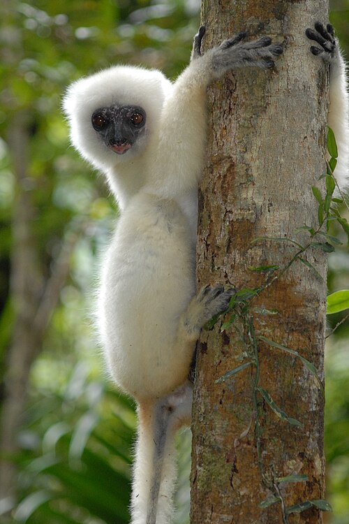 Propithecus candidus
