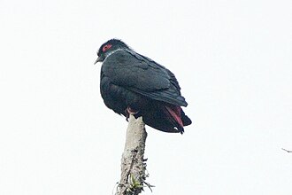 Founingo bleu (Alectroenas madagascariensis)