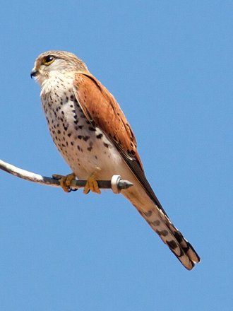 Crécerelle malgache (Falco newtoni)