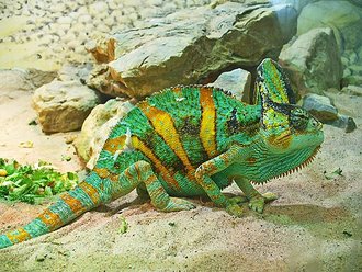 Caméléon casqué (Chamaeleo calyptratus)