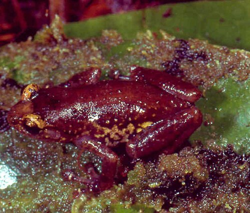 Cophyla tsaratananaensis