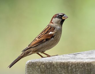 Moineau domestique (Passer domesticus)