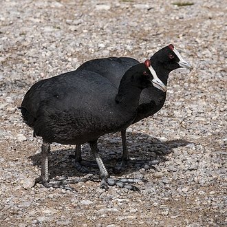 Foulque à crête (Fulica cristata)