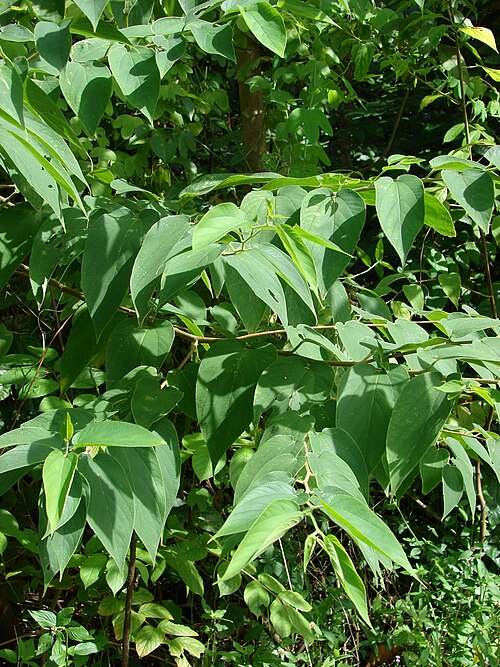 Trema orientale