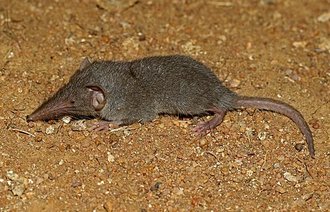 Suncus murinus