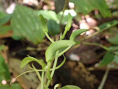 Liparis longicaulis