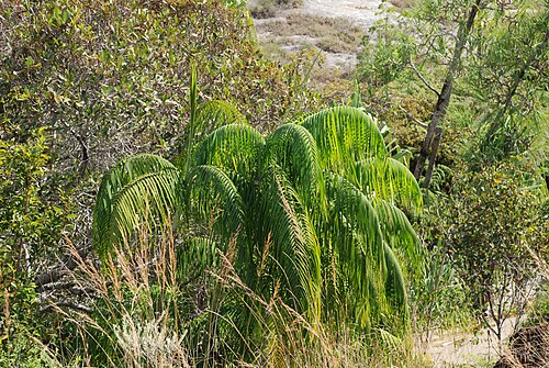 Dypsis onilahensis