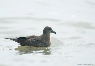 Pétrel de Jouanin (Bulweria fallax)