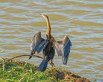 Anhinga d'Afrique (Anhinga rufa)