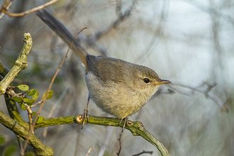 Nésille de Lantz (Nesillas lantzii)