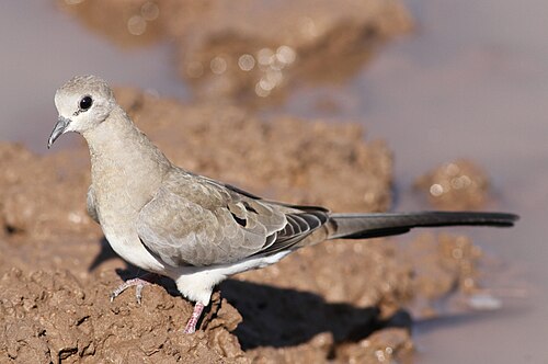 Tourterelle masquée (Oena capensis)