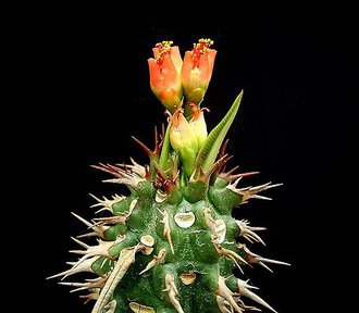 Euphorbia viguieri