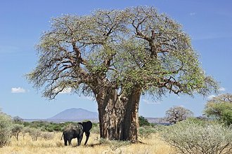 Baobab africain (Adansonia digitata)