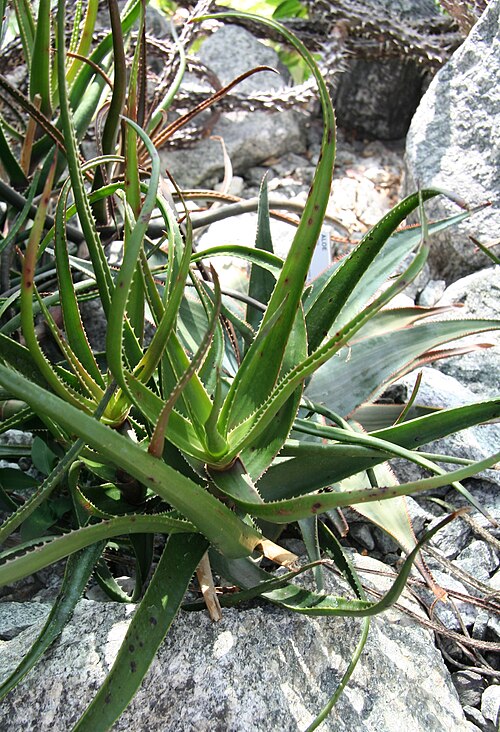 Aloe alfredii