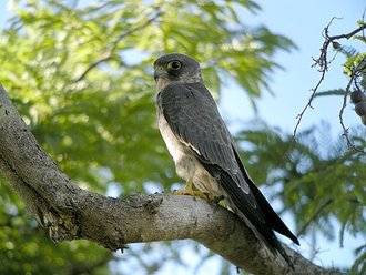 Faucon concolore (Falco concolor)