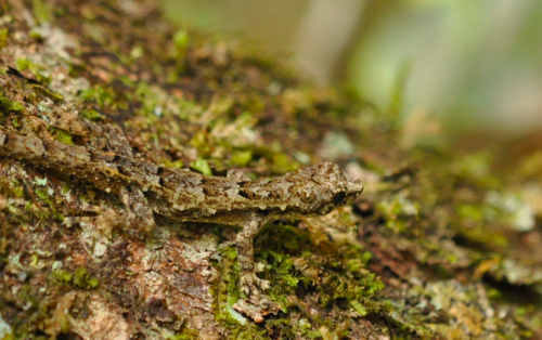 Lygodactylus guibei