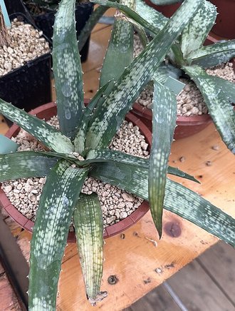 Aloe ankaranensis