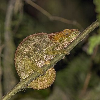 Calumma crypticum