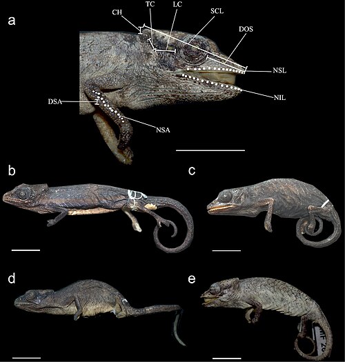Calumma vatosoa