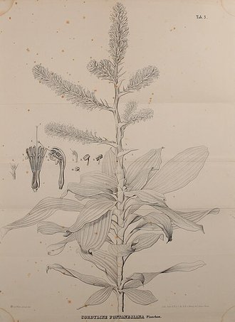 Dracaena fontanesiana