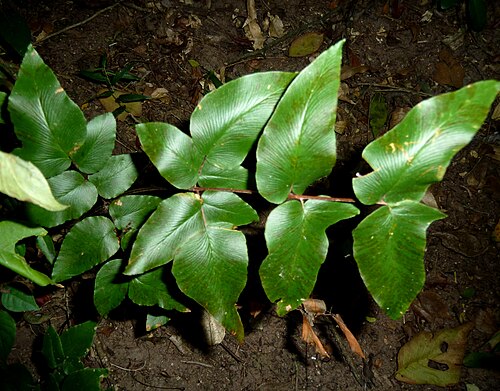 Cheilanthes viridis
