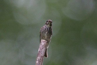 Gobemouche de Sibérie (Muscicapa sibirica)