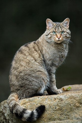 Chat sauvage (Felis silvestris)