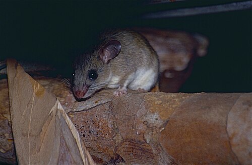 Eliurus myoxinus