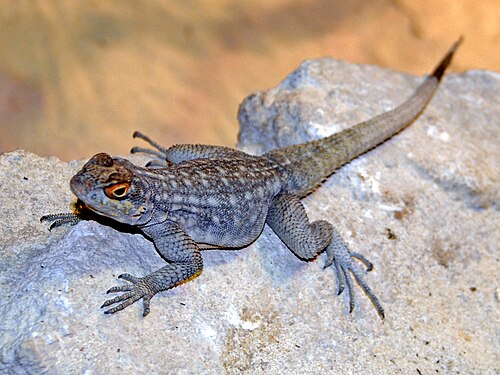 Oplurus quadrimaculatus