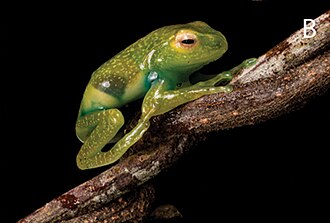 Boophis boppa