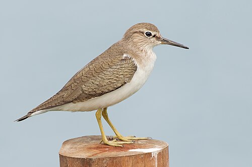 Chevalier guignette (Actitis hypoleucos)