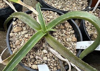 Aloe megalocarpa