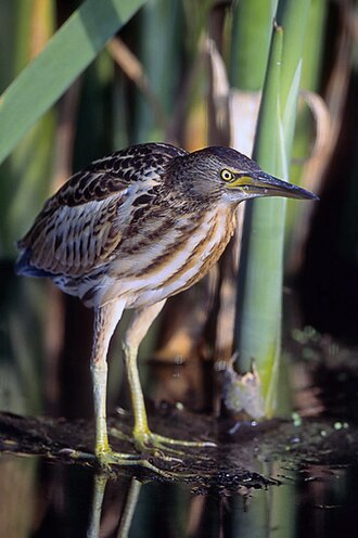 Blongios nain (Ixobrychus minutus)